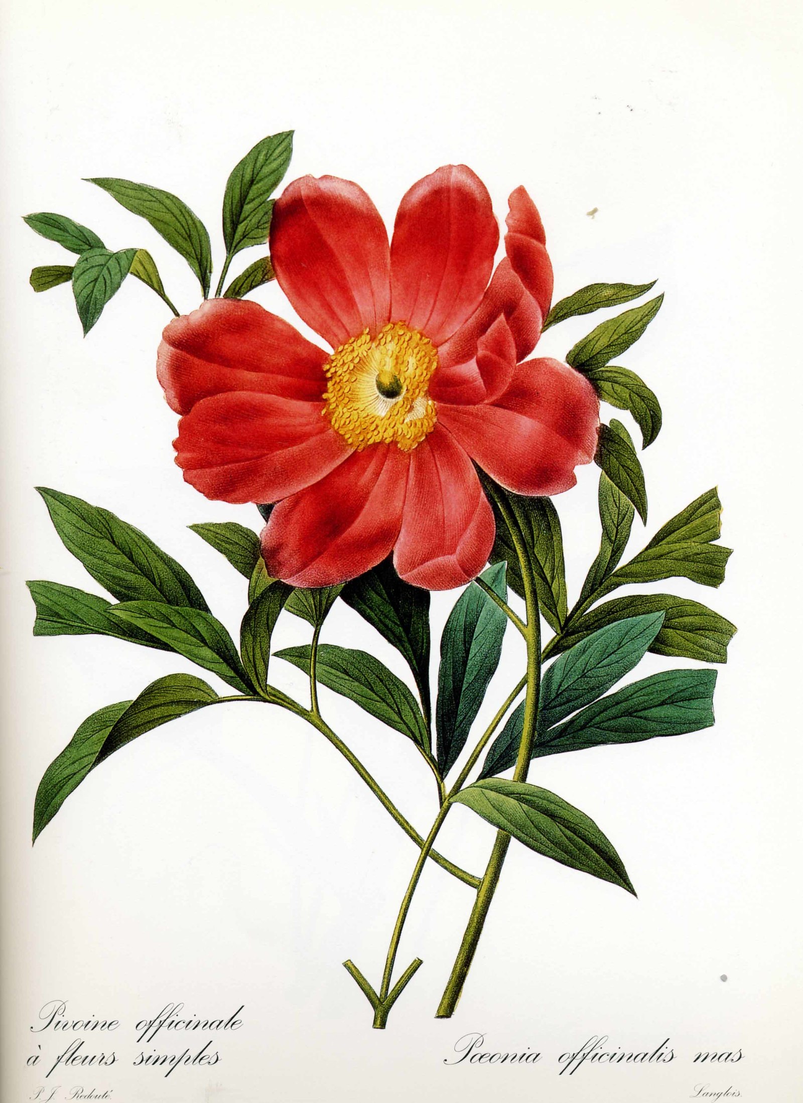 Paeonia officinalis - My, Flowers, Watercolor, Botanical illustration, Peonies, League of Artists, Longpost