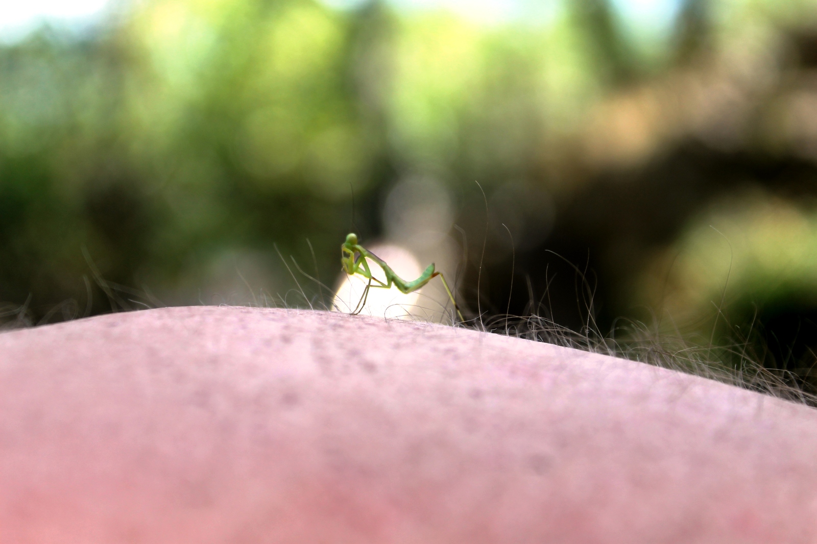 Photo with praying mantis - My, Mantis, Insects, Crimea, Hike, Longpost