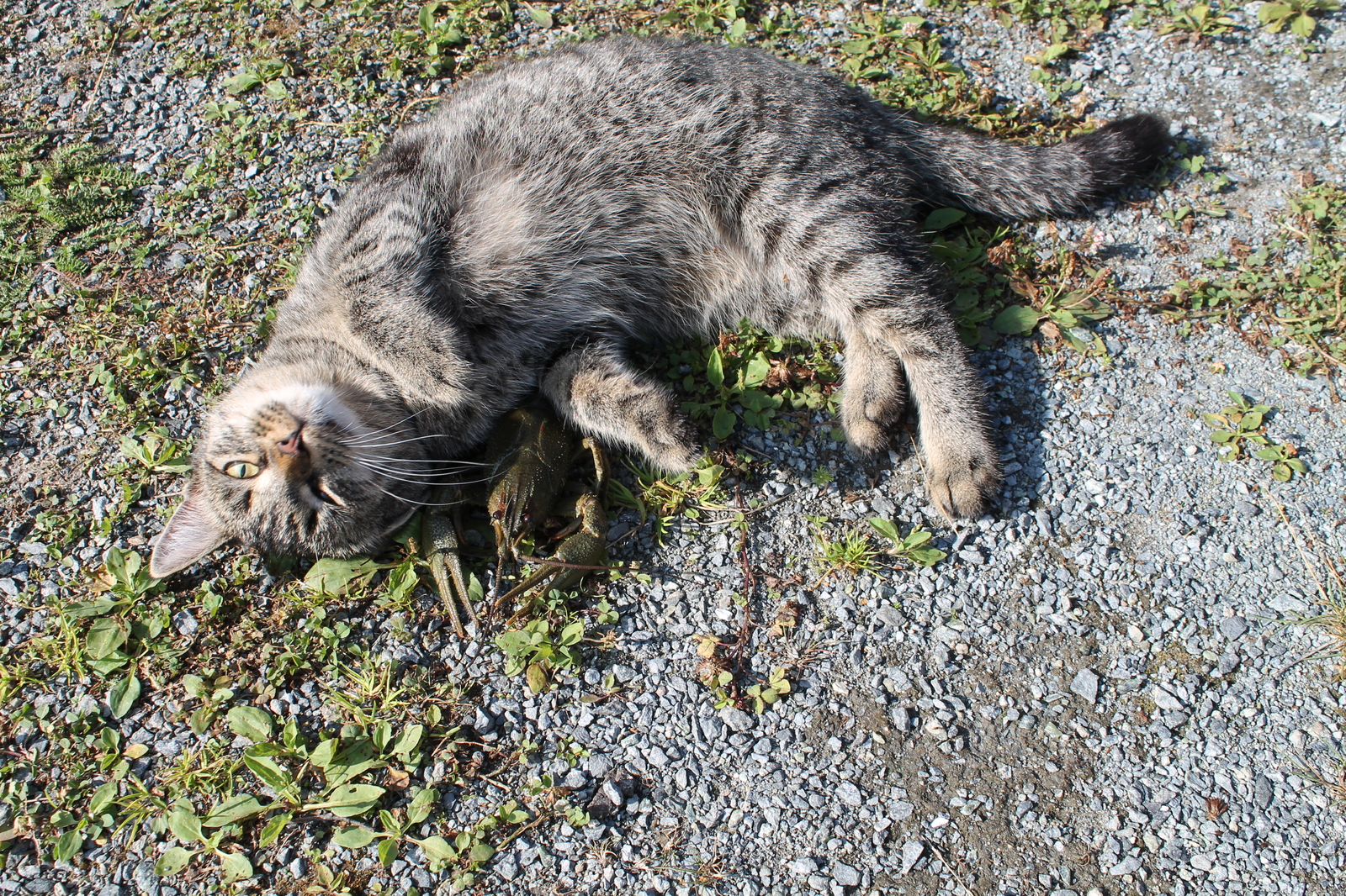 Love at first sight. - My, cat, Crayfish, Longpost