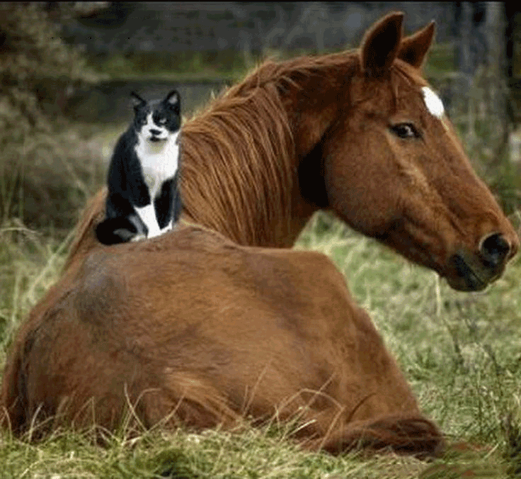 Where is the prince? I instead of him! - Catomafia, cat, On horse, Animals