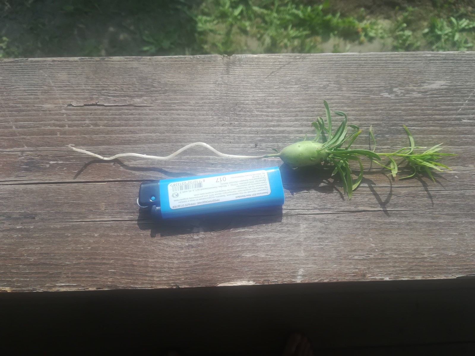 Hello, tell me what is it? - My, Garden, Plant growing, Longpost