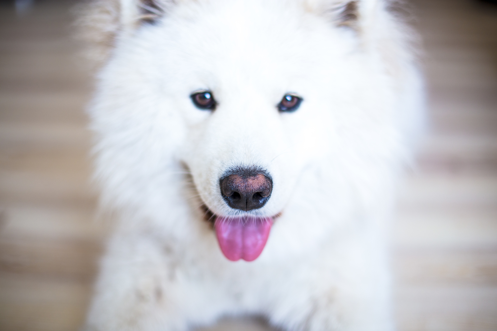 Ps .. boy, let's go for a walk) - My, Dog, Samoyed, , Pets, The photo, League of photographers