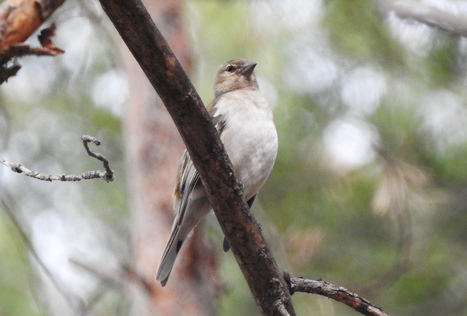 Birds - My, Birds, My, Longpost