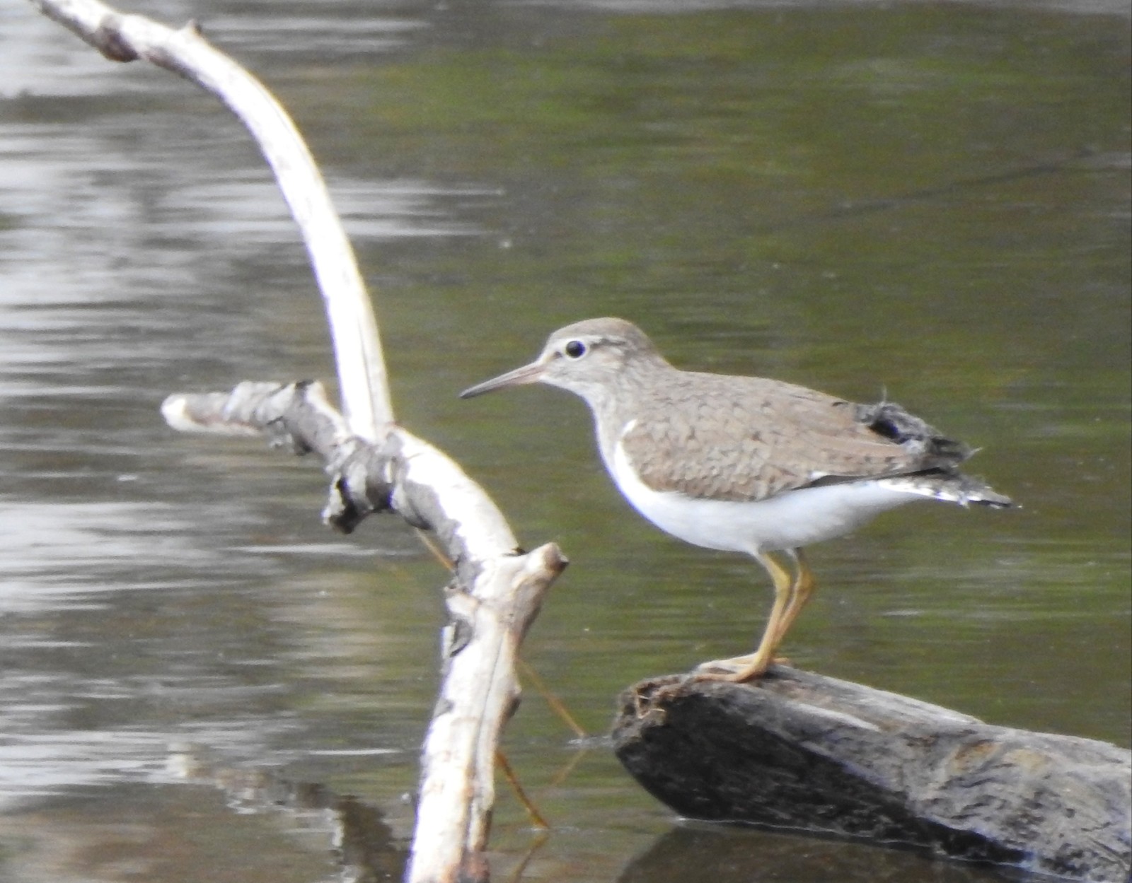 Birds - My, Birds, My, Longpost