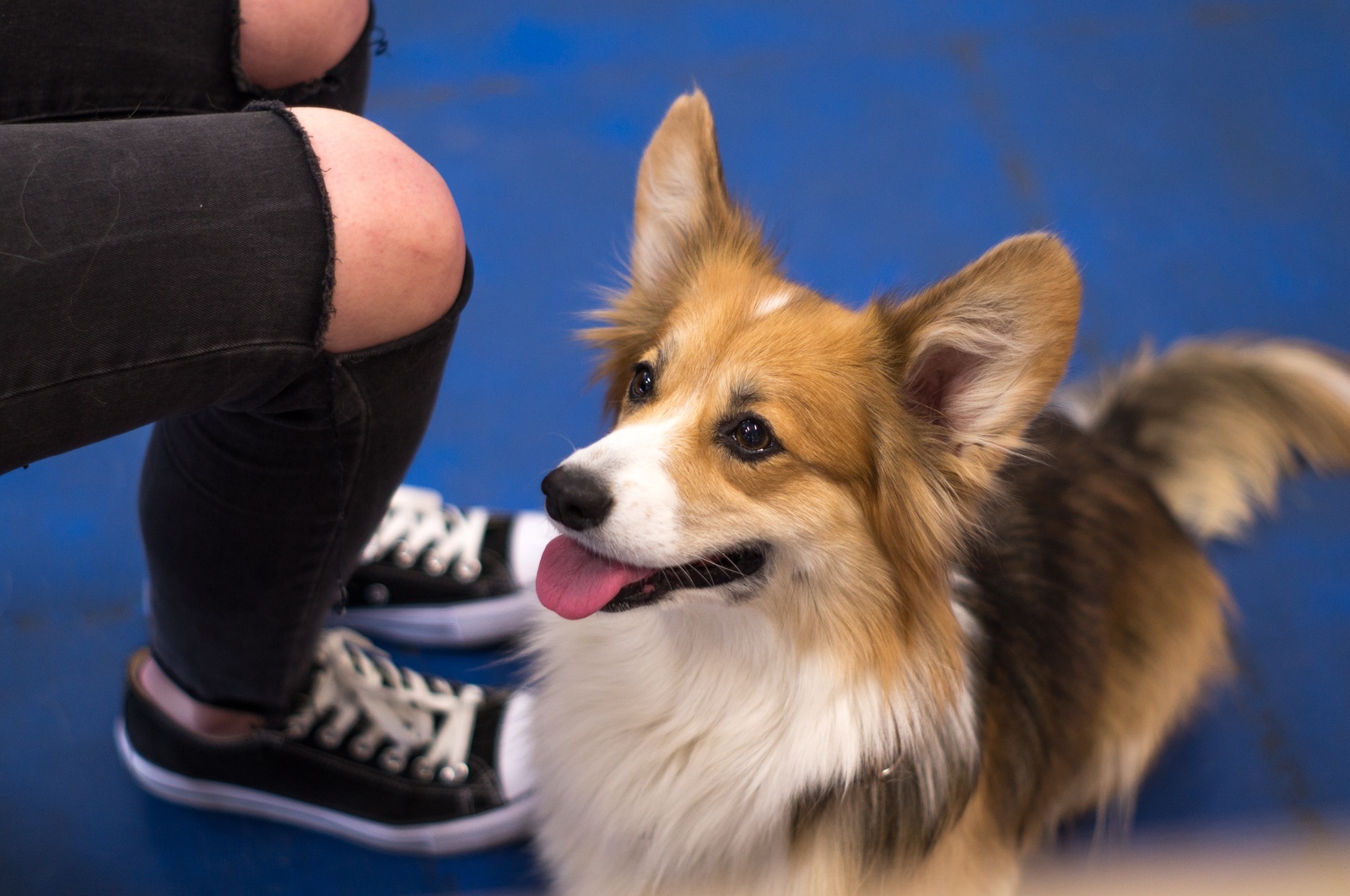 Cookies - My, Corgi, The photo, Dog