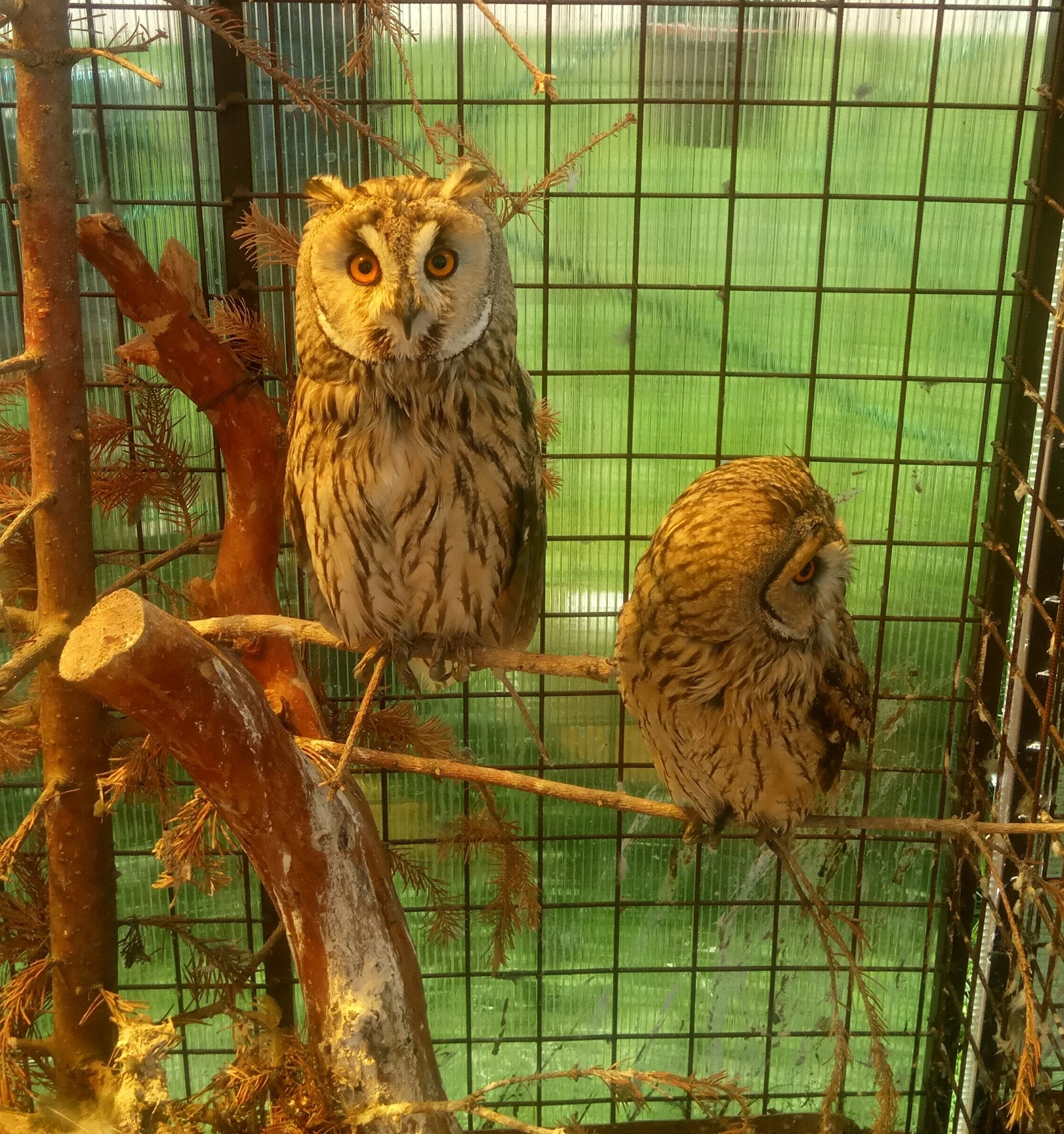 Look at the camera already! - My, Owl, House owls, The photo, Camera, Smile, Longpost