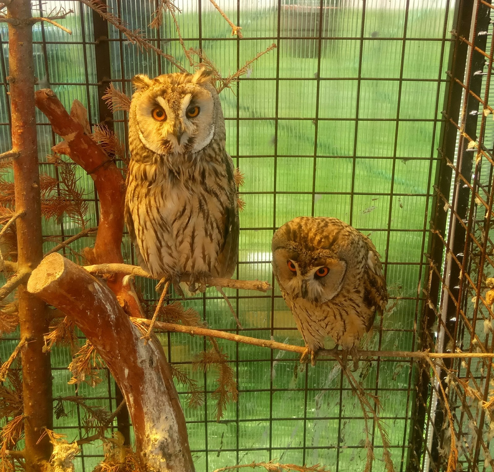 Look at the camera already! - My, Owl, House owls, The photo, Camera, Smile, Longpost