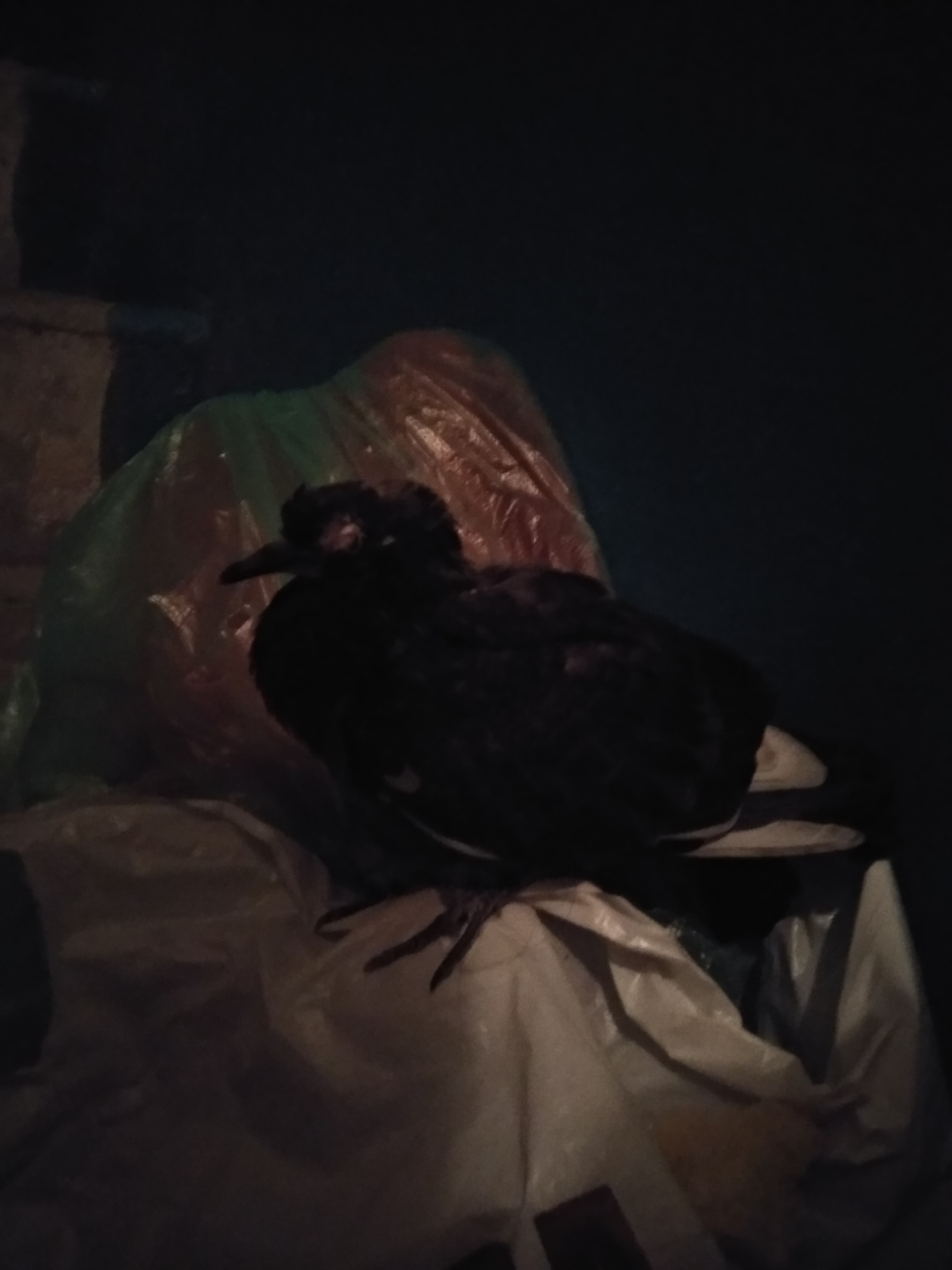 Here is such a poor fellow sitting in the entrance. One eye is missing, he is not afraid of us. How can we help him? I would not want to leave to die. Kiev - My, Lost, Birds, It's a pity, A pity