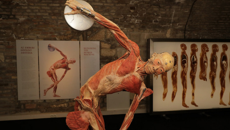 Plastination - insanity or art? - Plastination, Mummy, , Exhibition, , Dead body, Longpost, GГјnther von Haggens