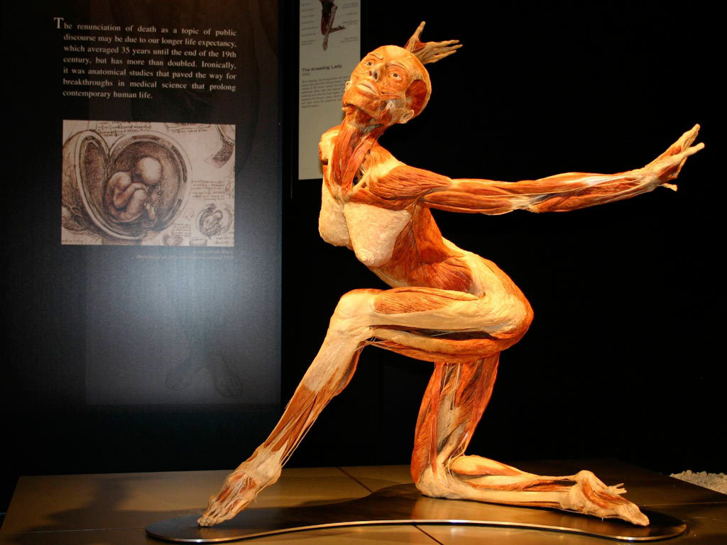 Plastination - insanity or art? - Plastination, Mummy, , Exhibition, , Dead body, Longpost, GГјnther von Haggens