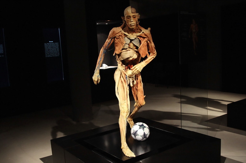 Plastination - insanity or art? - Plastination, Mummy, , Exhibition, , Dead body, Longpost, GГјnther von Haggens