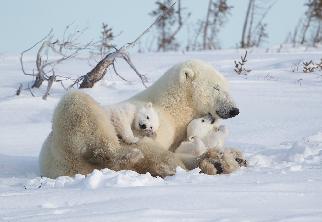 It's always great with mom! - Animals, Polar bear