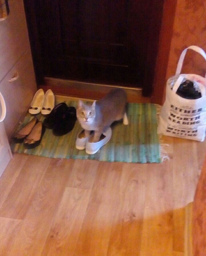 You are evil, I will leave you ... - My, cat, Puss in Boots