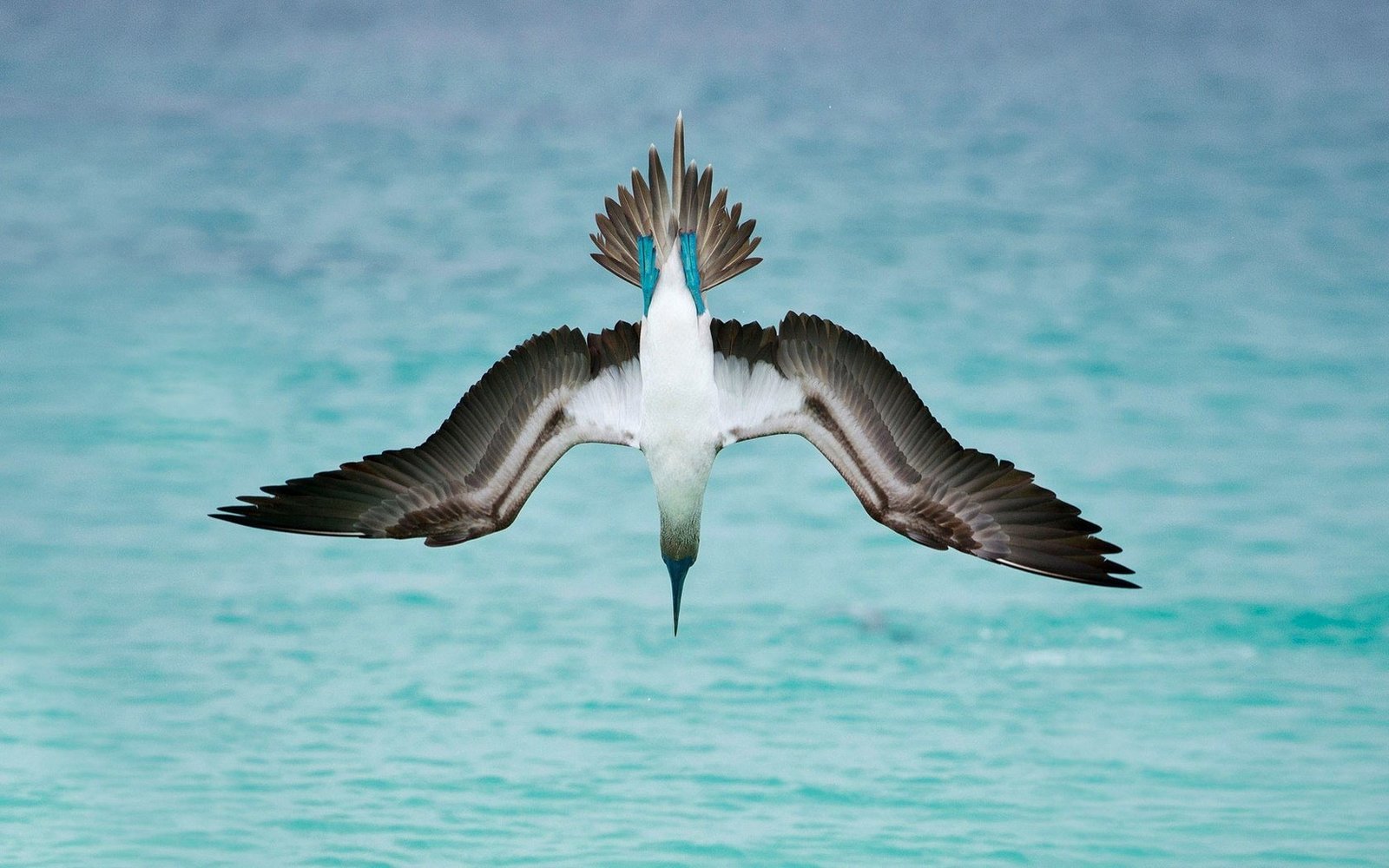 Blue-footed booby - , , Birds, Booby