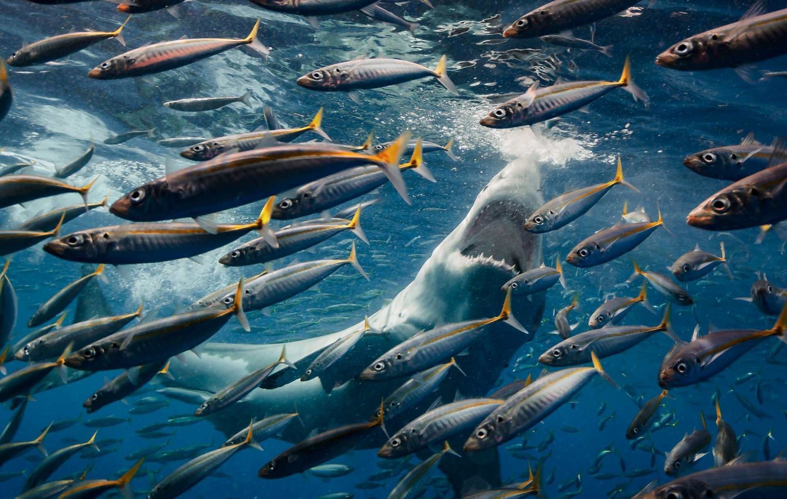 Победители фотоконкурса The Nature Conservancy - Фотография, Конкурс, The Nature Conservancy, Длиннопост