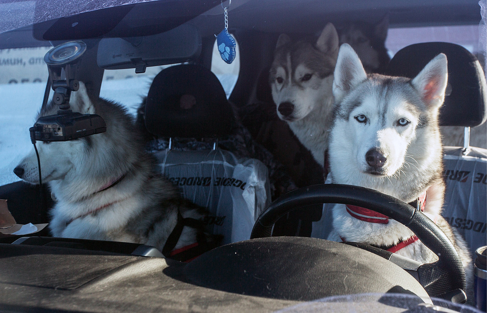 Let's go for a ride? - The photo, Dog, Husky, Car