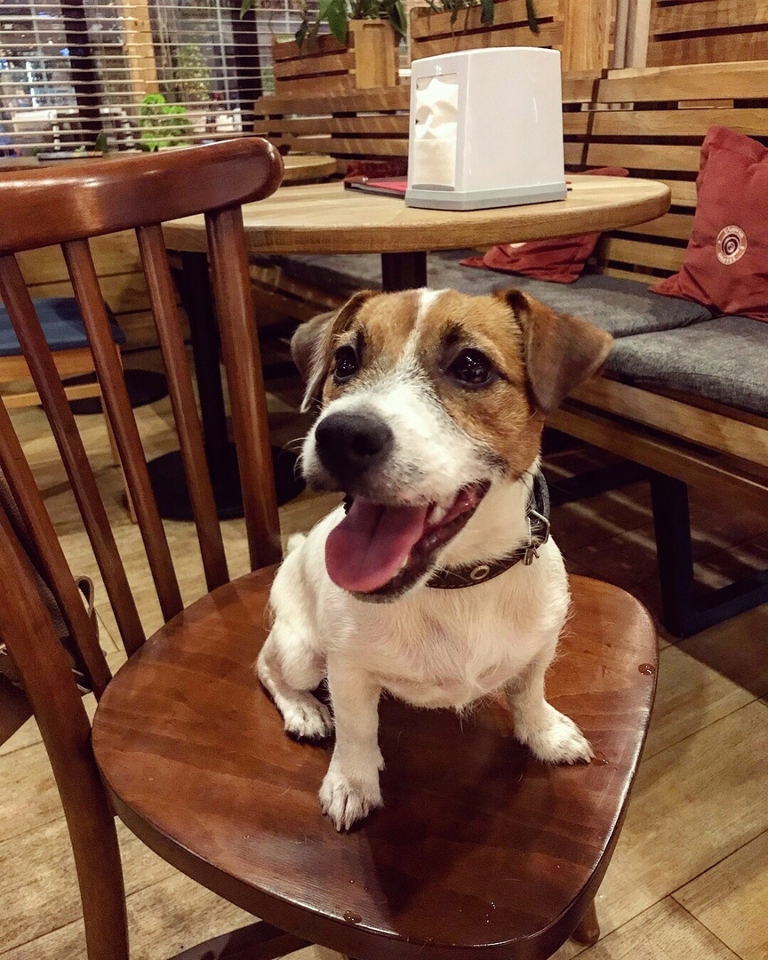 During this heat, everyone wants lemonade. - My, Dog, The photo, Jack Russell Terrier, Cafe, Puppies, Longpost