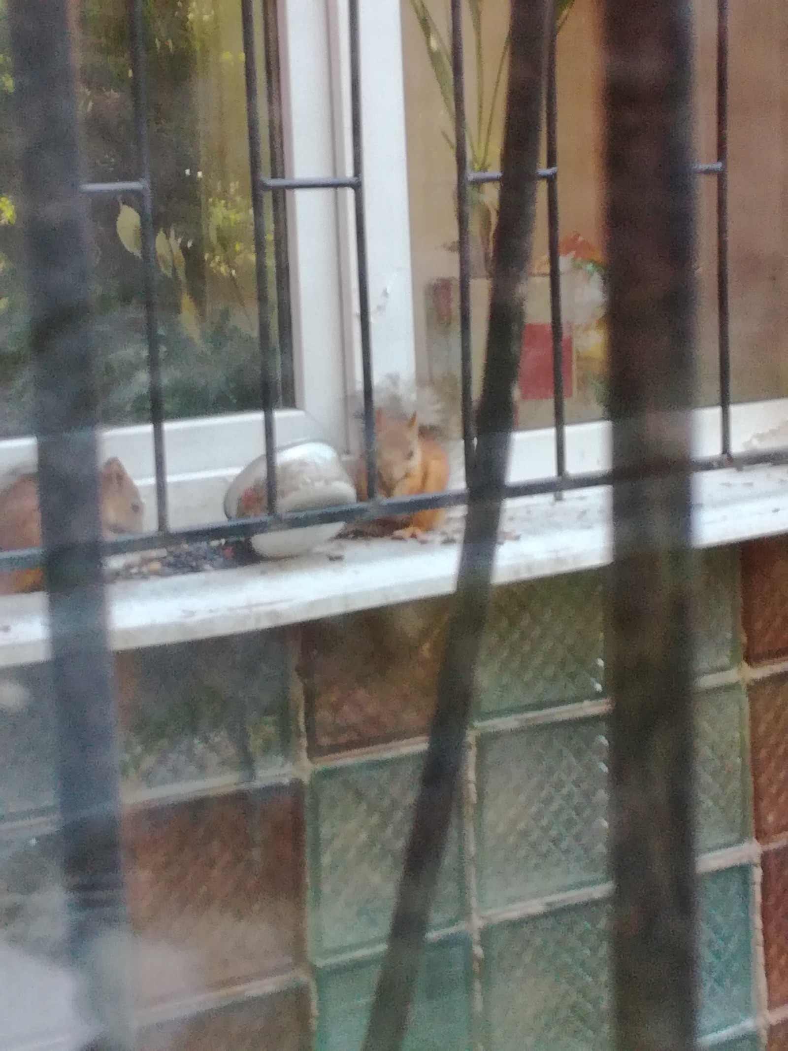 We have interesting guests 2 - My, Squirrel, Samara, Work