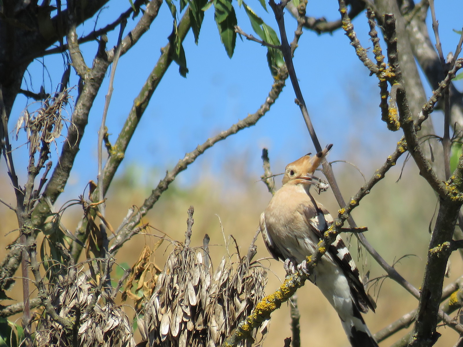 Hoopoe - My, Kerch, Nature, Birds, Hoopoe, The photo