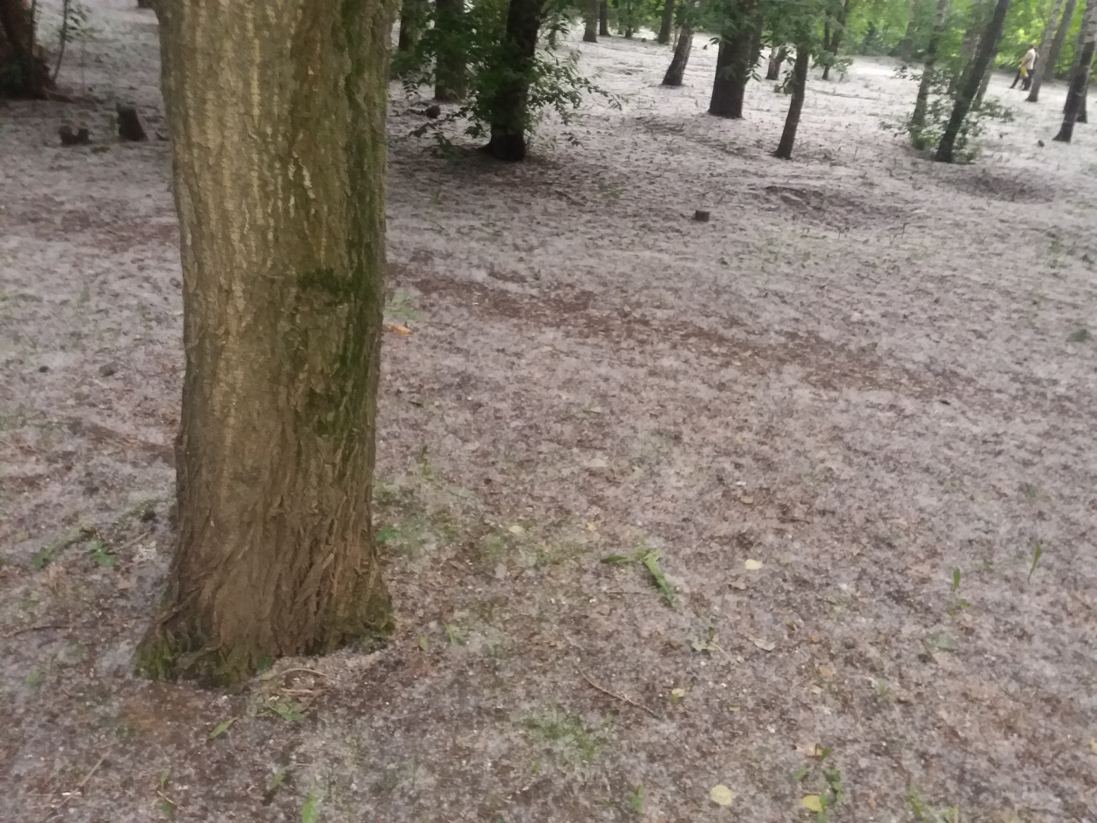 Allergic nightmare. - My, Poplar fluff, Heat, July, Yekaterinburg, The park, , , , Video, Longpost