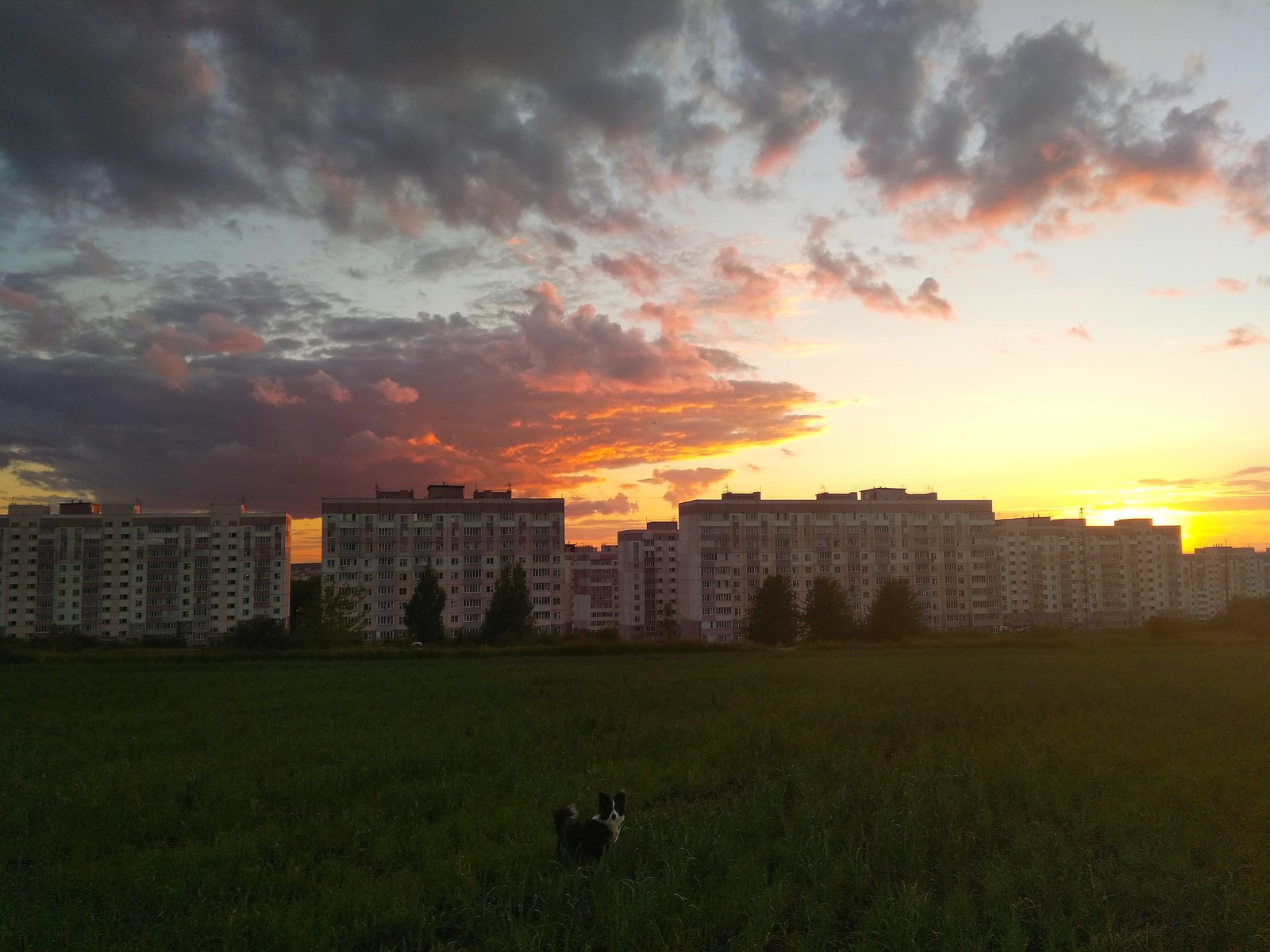 An evening walk. - My, Dog, Sunset, Landscape