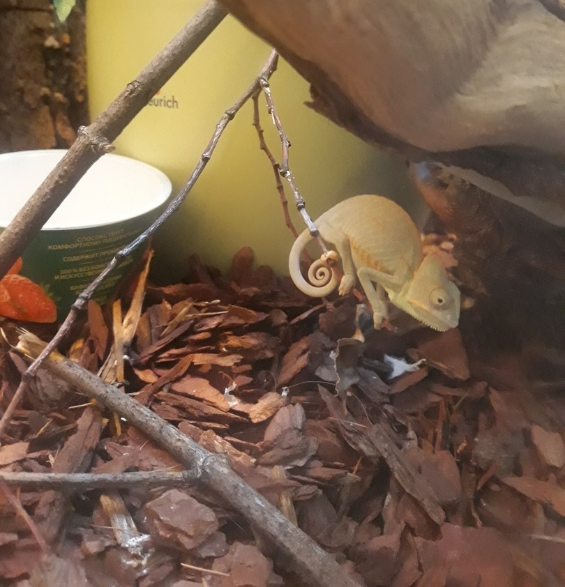 Home chameleon or how to add a little exotic to life part 2 - My, Chameleon, , Pets, Terrariumistics, Longpost