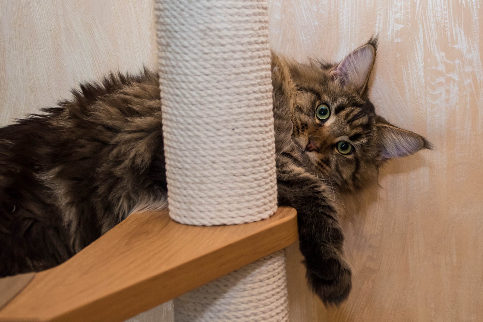 They say they love cats here. - My, cat, Maine Coon, , The photo, Longpost