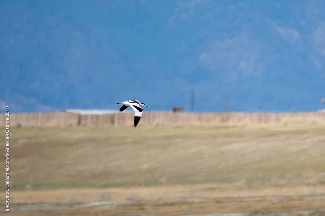 Who treated the teeth of the Buryat crocodiles? - My, Birds, , Sandpiper, Longpost