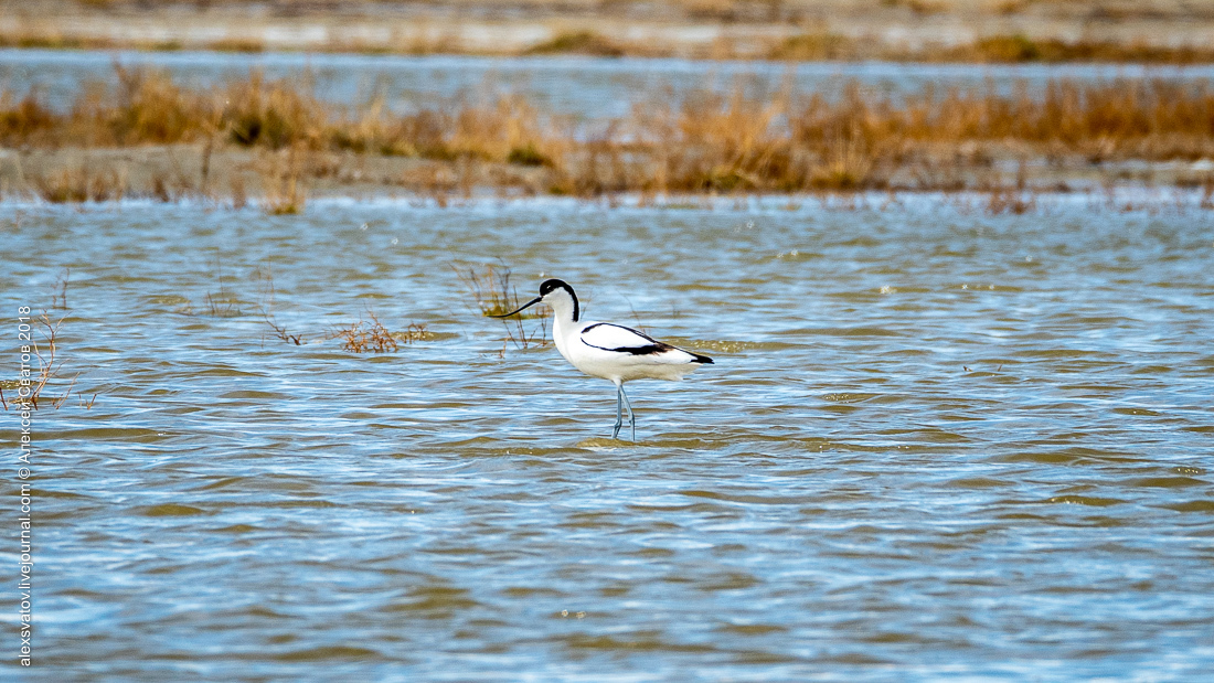 Who treated the teeth of the Buryat crocodiles? - My, Birds, , Sandpiper, Longpost