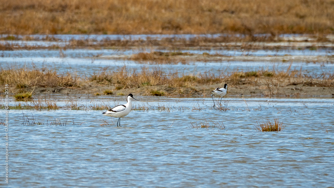 Who treated the teeth of the Buryat crocodiles? - My, Birds, , Sandpiper, Longpost