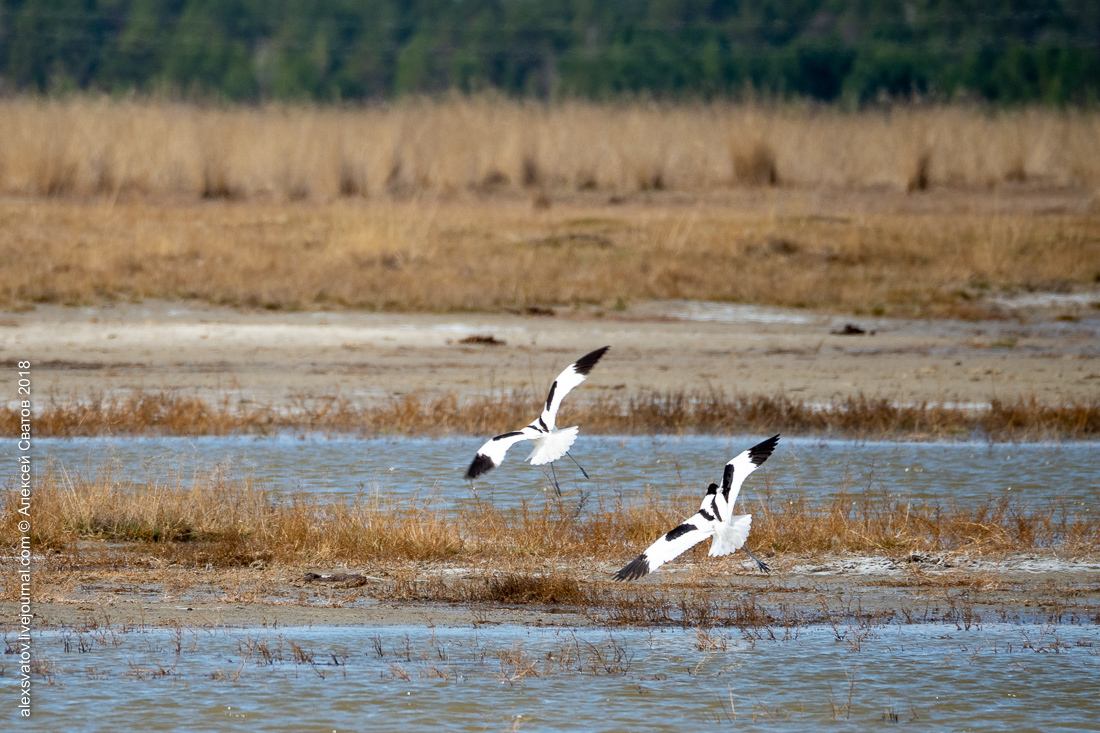 Who treated the teeth of the Buryat crocodiles? - My, Birds, , Sandpiper, Longpost