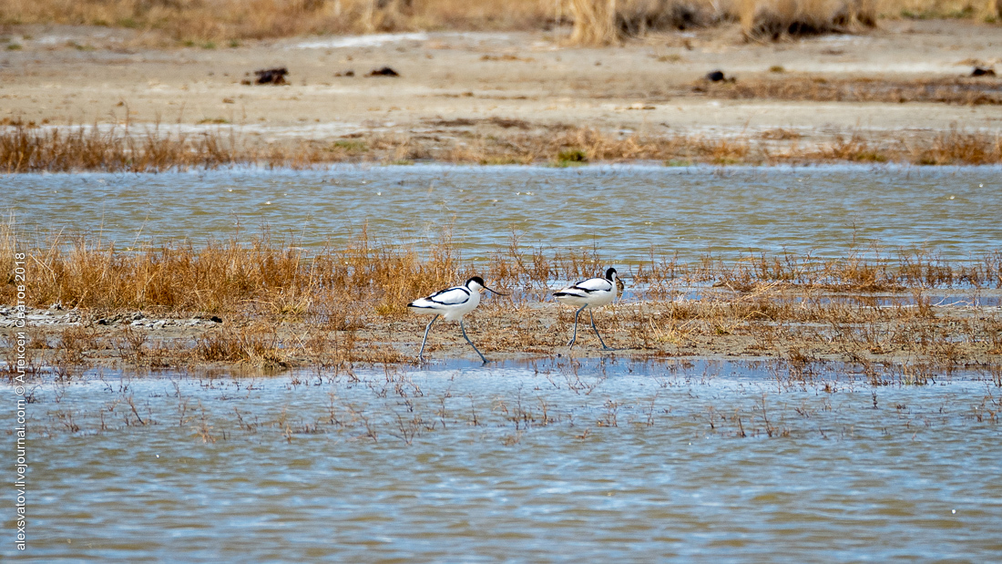 Who treated the teeth of the Buryat crocodiles? - My, Birds, , Sandpiper, Longpost