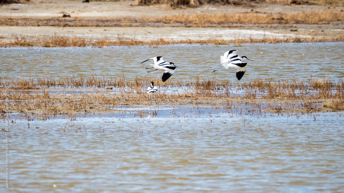 Who treated the teeth of the Buryat crocodiles? - My, Birds, , Sandpiper, Longpost