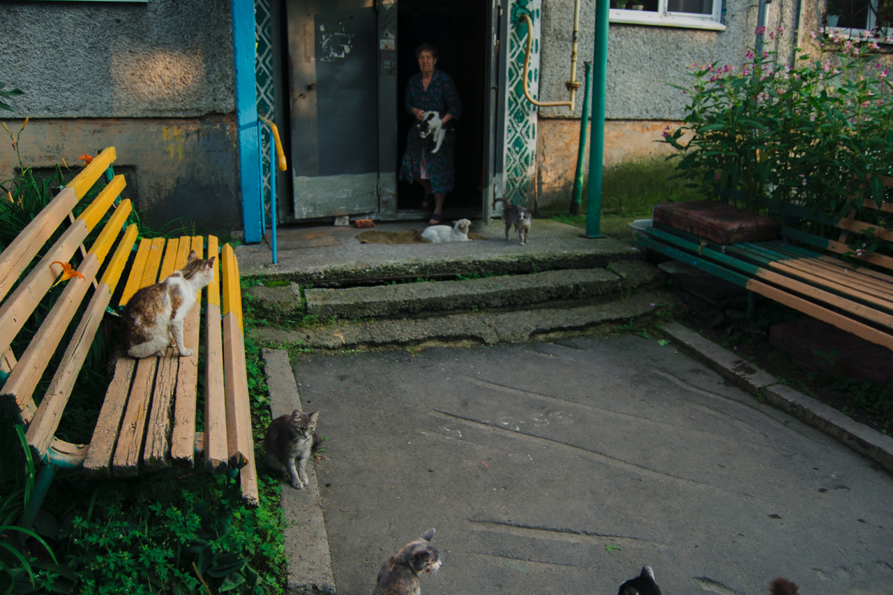 Mitten #6 - My, The photo, Catomafia, cat, Saint Petersburg, Krasnoyarsk, Novoaltaysk, Barnaul, Longpost