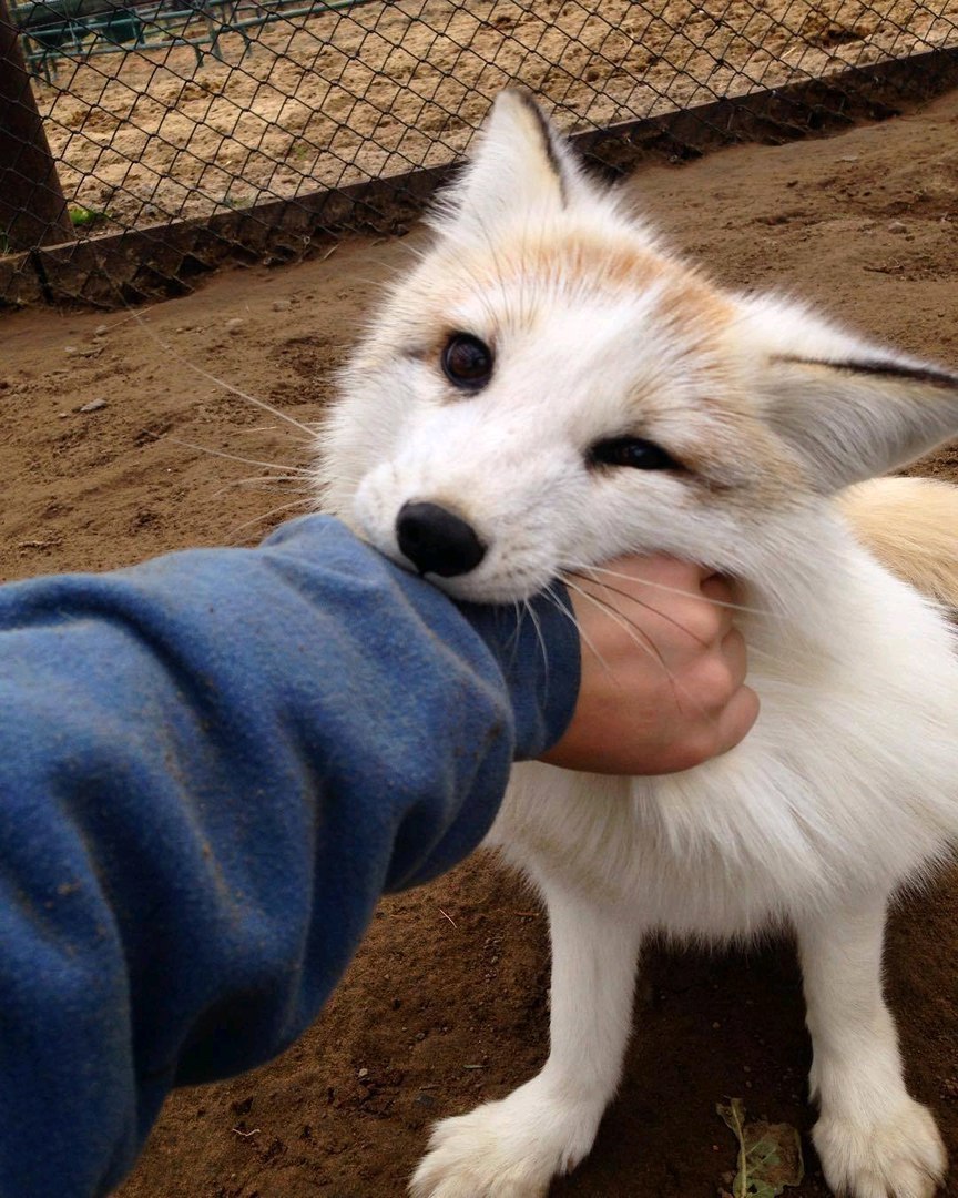 Scratch me, and I'll bite you! - Fox, Domestic fox, Animals, Milota, Kus