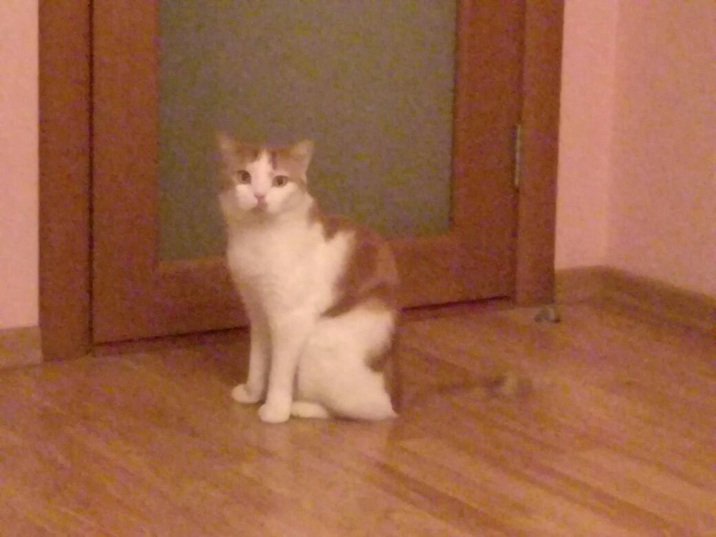 Lost beloved cat! - My, No rating, Lost, cat, Novosibirsk, Longpost, Lost cat, Help me find, Help