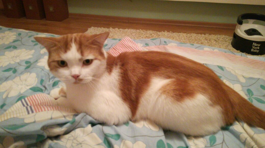 Lost beloved cat! - My, No rating, Lost, cat, Novosibirsk, Longpost, Lost cat, Help me find, Help