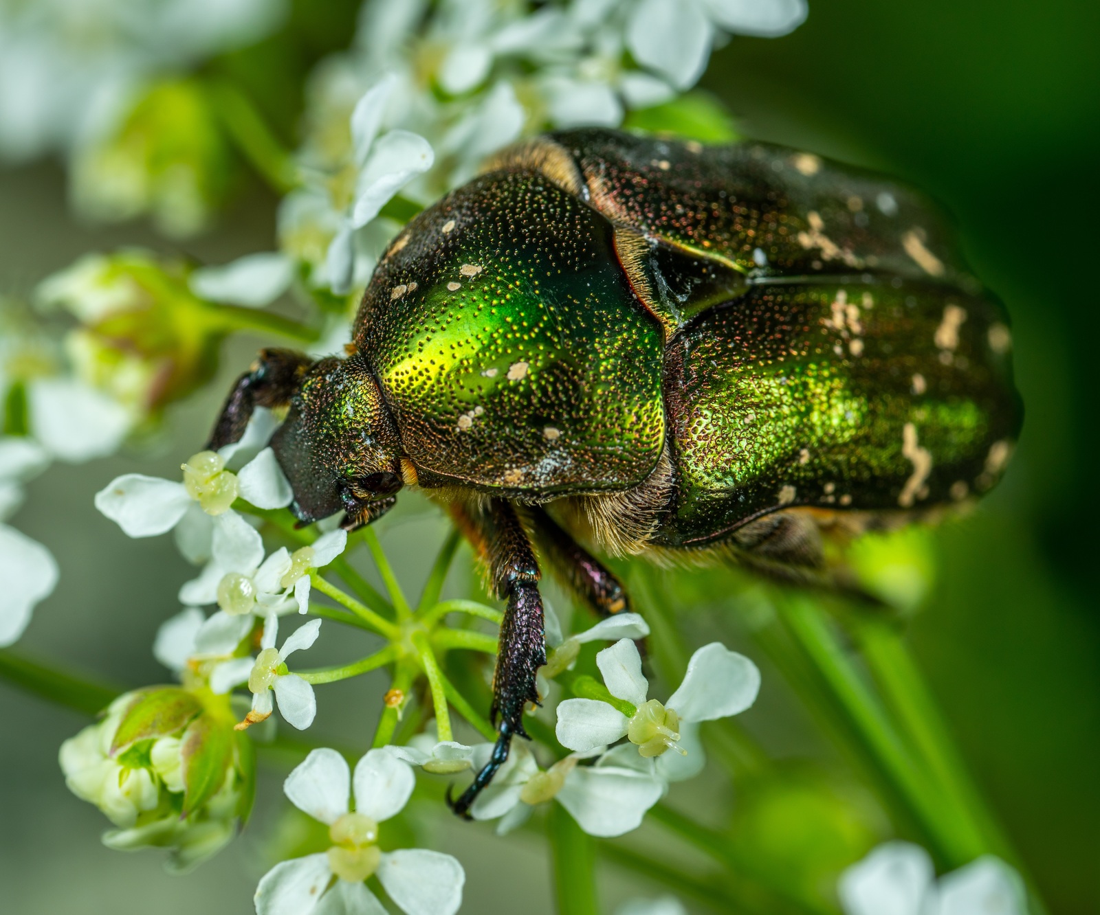 Bronzovka - My, Insects, Жуки, , Bronzovka, Macro, Macrohunt, Mp-e 65 mm, Macro photography