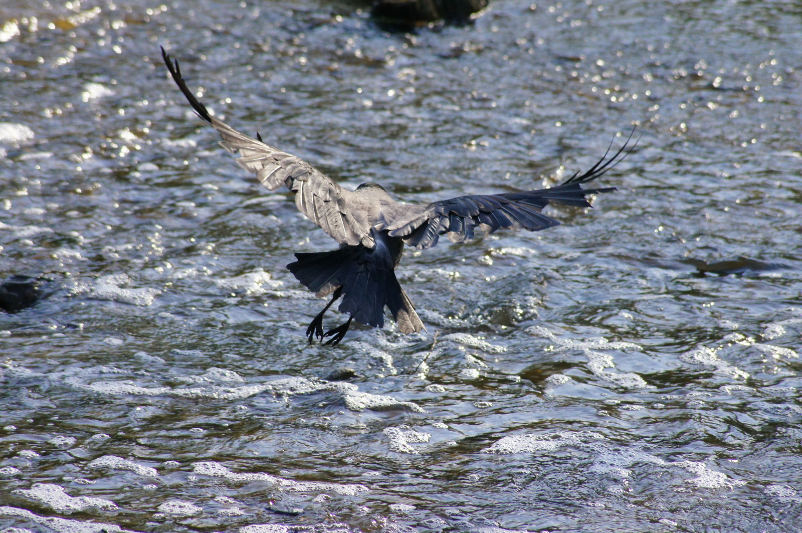 Freedom - My, Beginning photographer, Flight, Birds, River, Liberty, Sony alpha 580, 