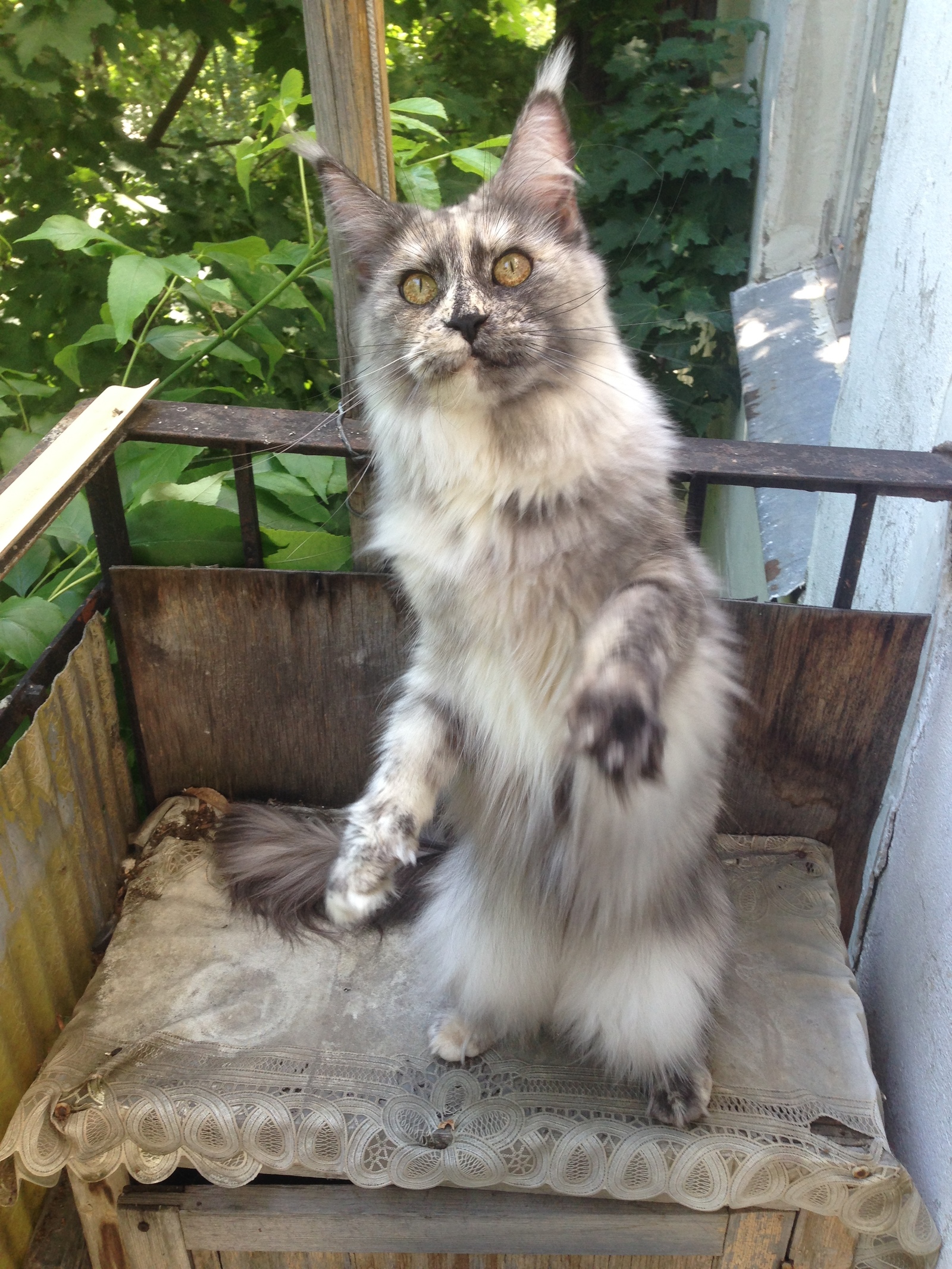 Cat in a ribbon - My, Maine Coon, Milota, Harm, Longpost, cat