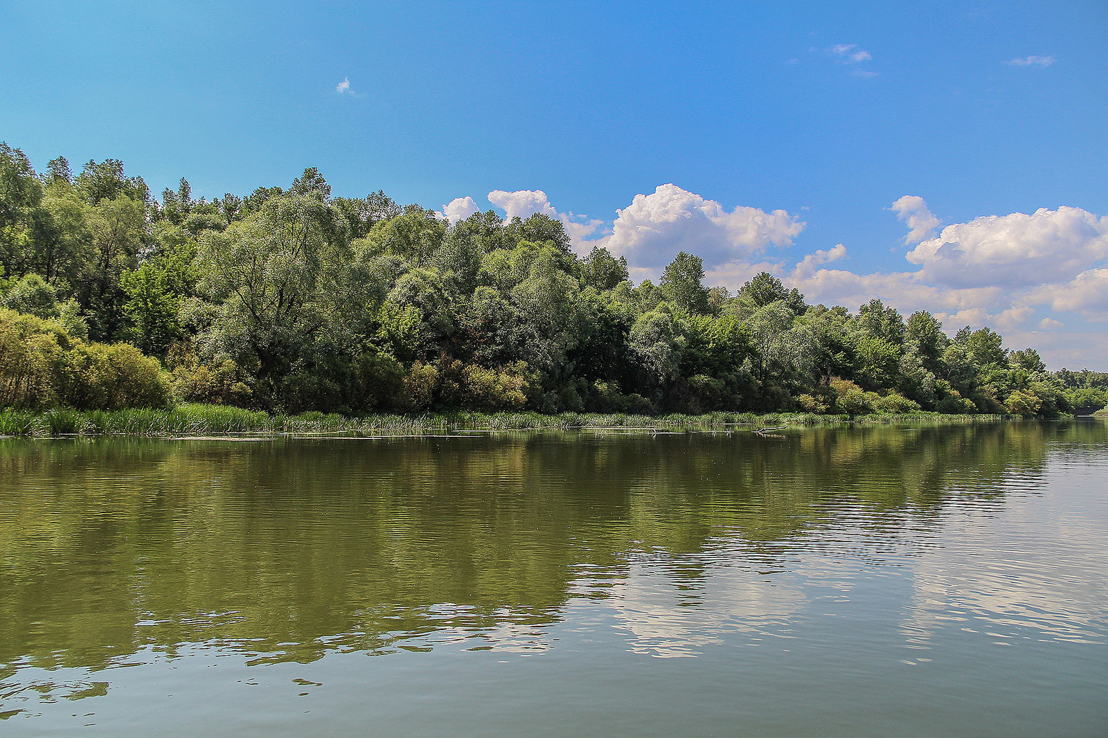 A bit of the Ural River in your feed - My, Ural, River, Alloy, Nature, Animals, Longpost