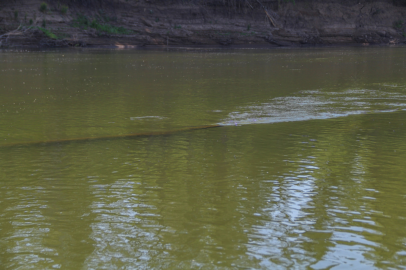 A bit of the Ural River in your feed - My, Ural, River, Alloy, Nature, Animals, Longpost