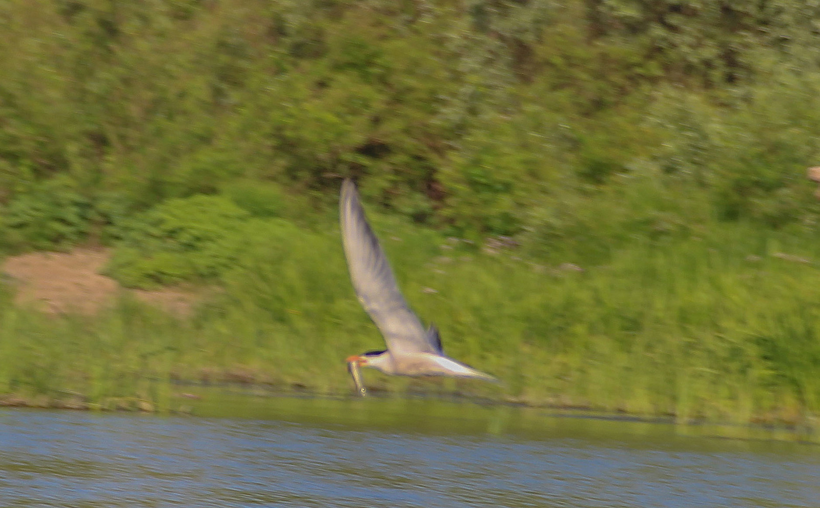 A bit of the Ural River in your feed - My, Ural, River, Alloy, Nature, Animals, Longpost