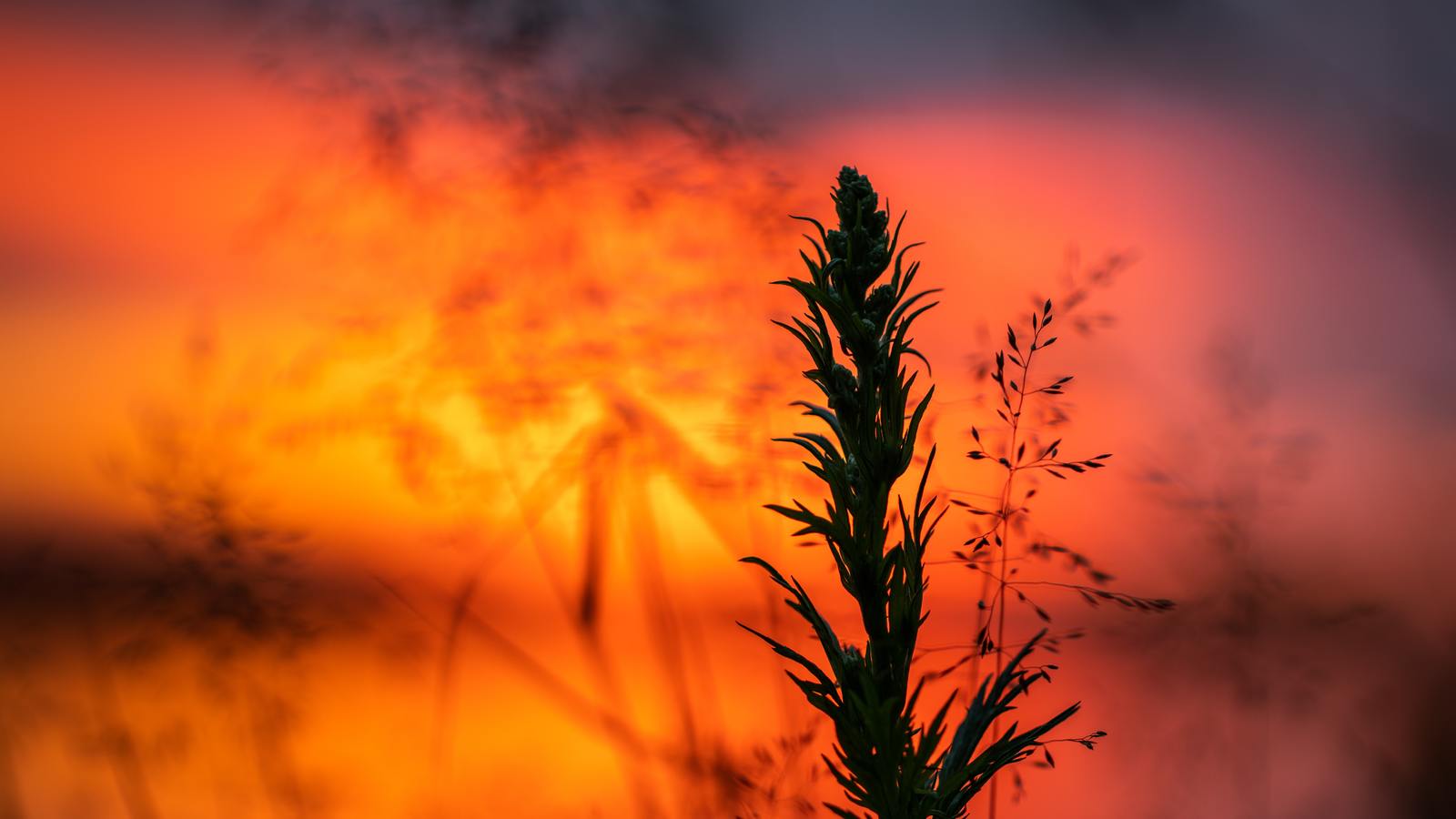 Sestroretsky spill at sunset - My, Saint Petersburg, Sestroretsk, Landscape, Sunset, Sestroretsky spill, Canon 100 mm, Canon 24-70, Longpost