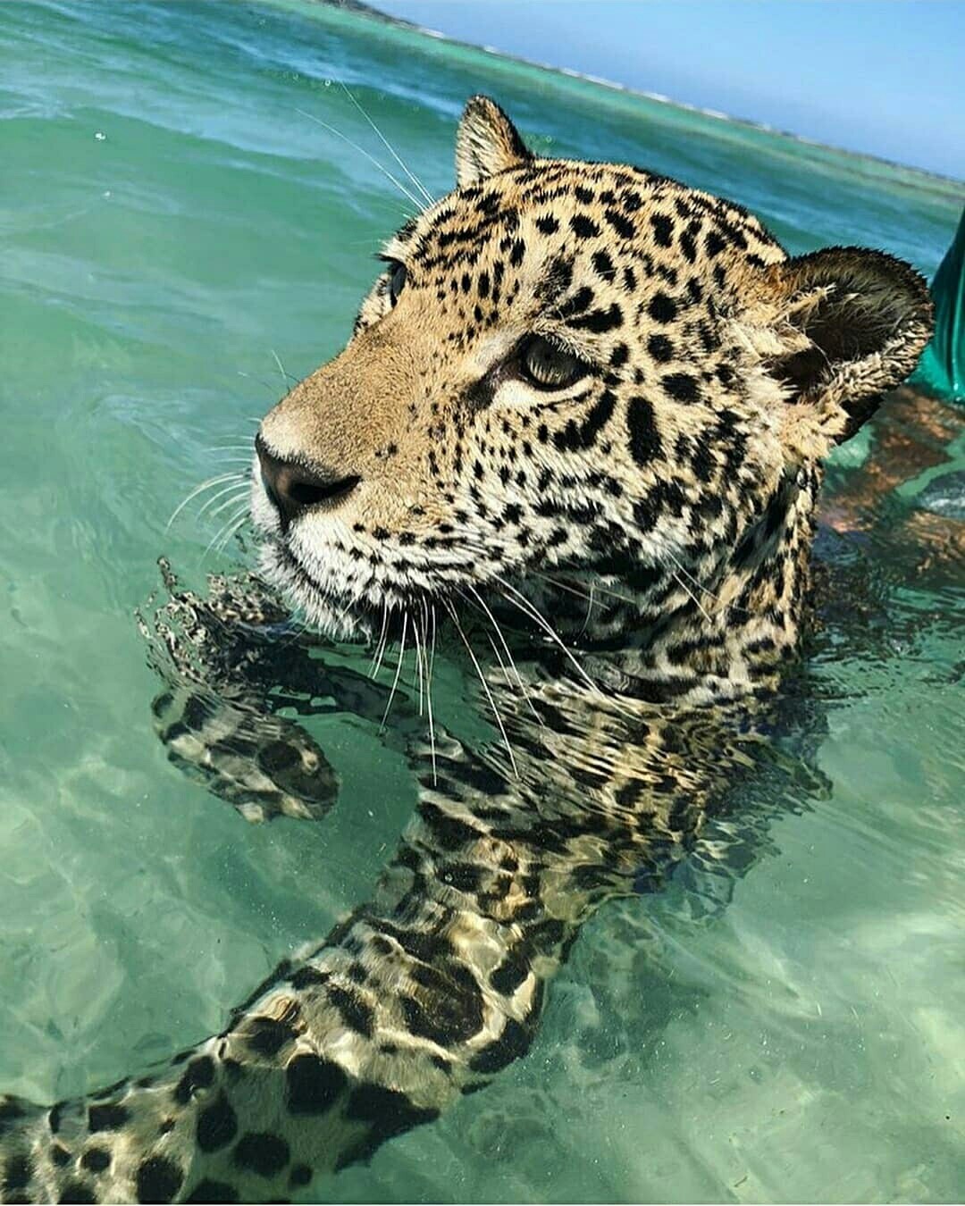 Bathing a jaguar - The photo, Jaguar, Longpost, Beautiful girl