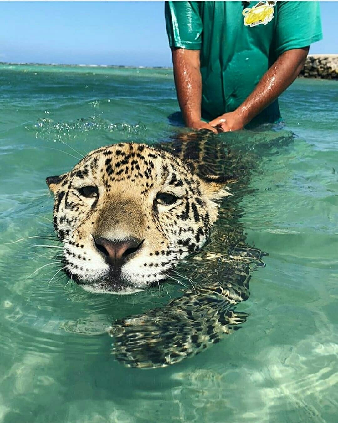 Bathing a jaguar - The photo, Jaguar, Longpost, Beautiful girl