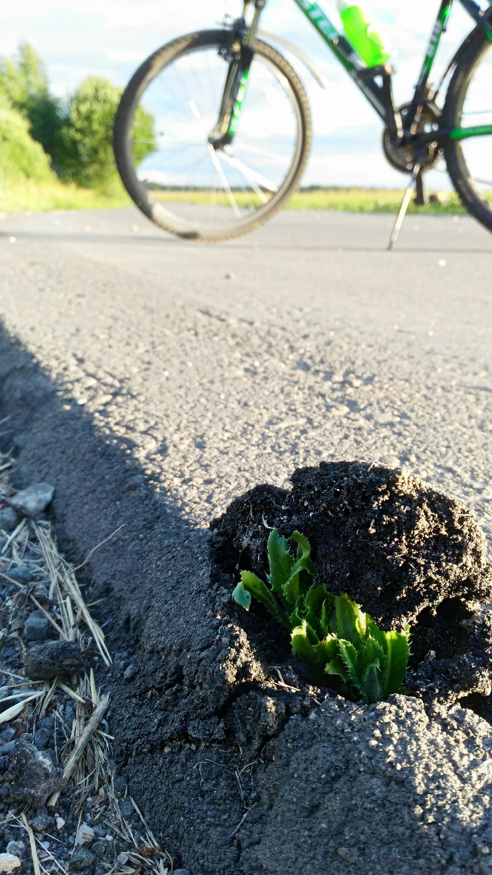 Forces of nature - Life stories, Grass, Longpost