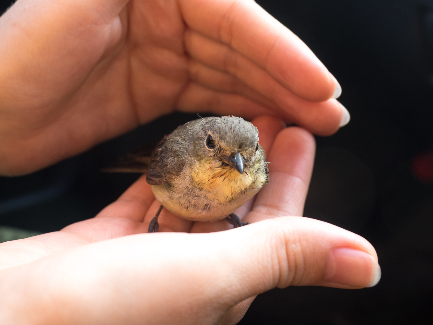 yellowback flycatcher - My, Flycatcher, Birds, , Longpost