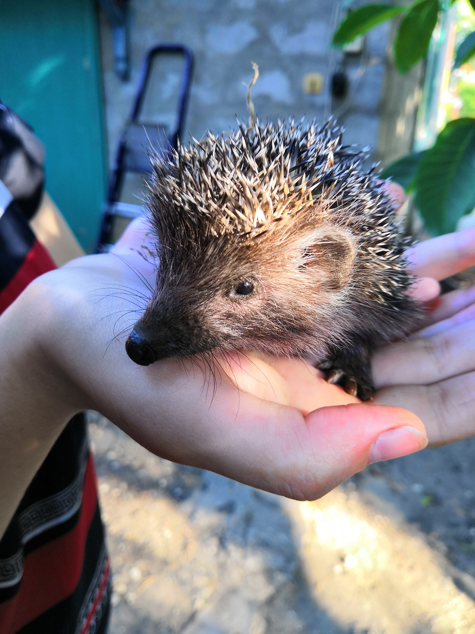 Little hedgehog - My, Little, Hedgehog, , The photo, , Milota, Longpost