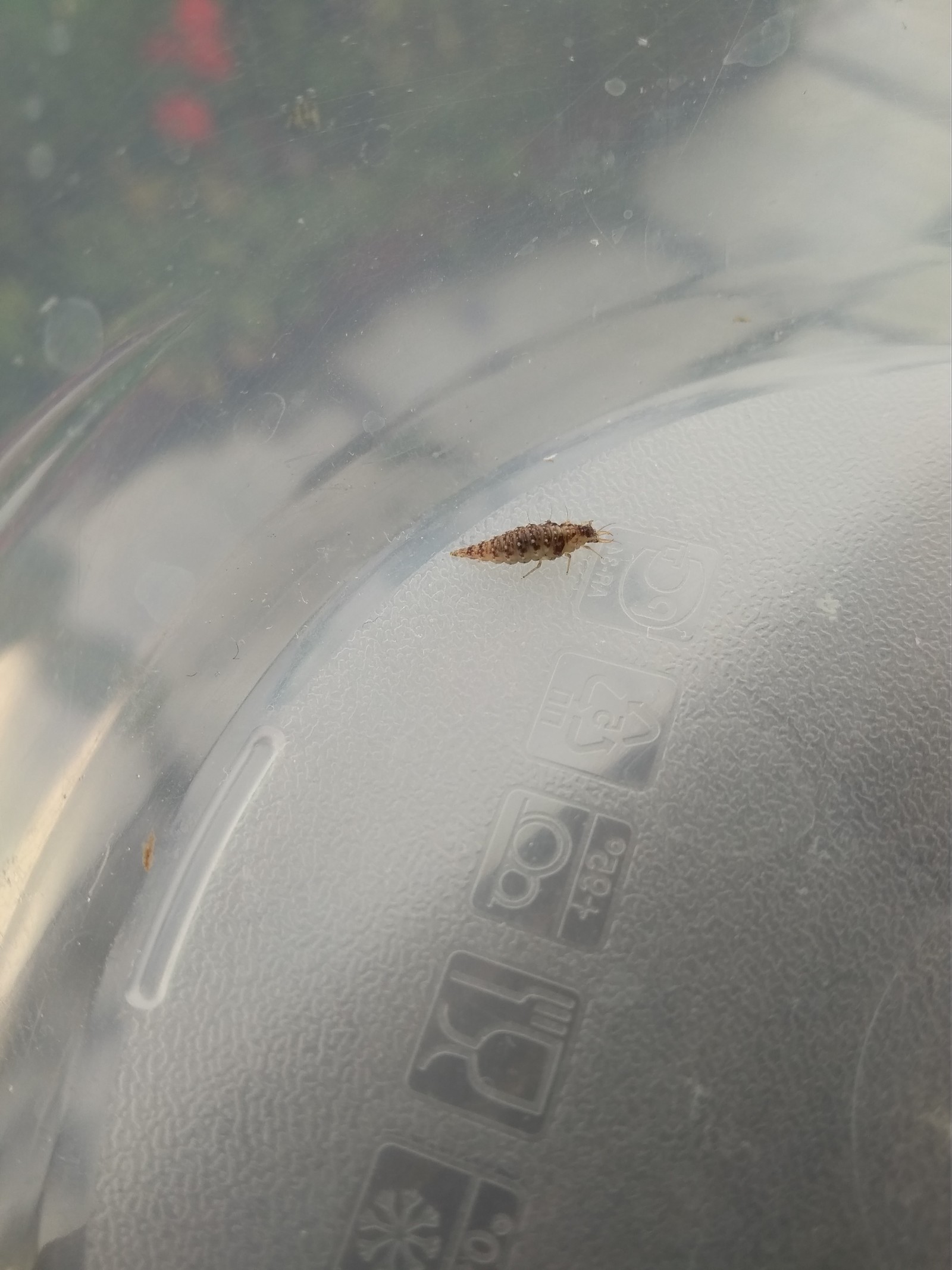 Guess what guys? - My, Insects, Who is this?, Raspberries, Moscow region, Dacha, Longpost